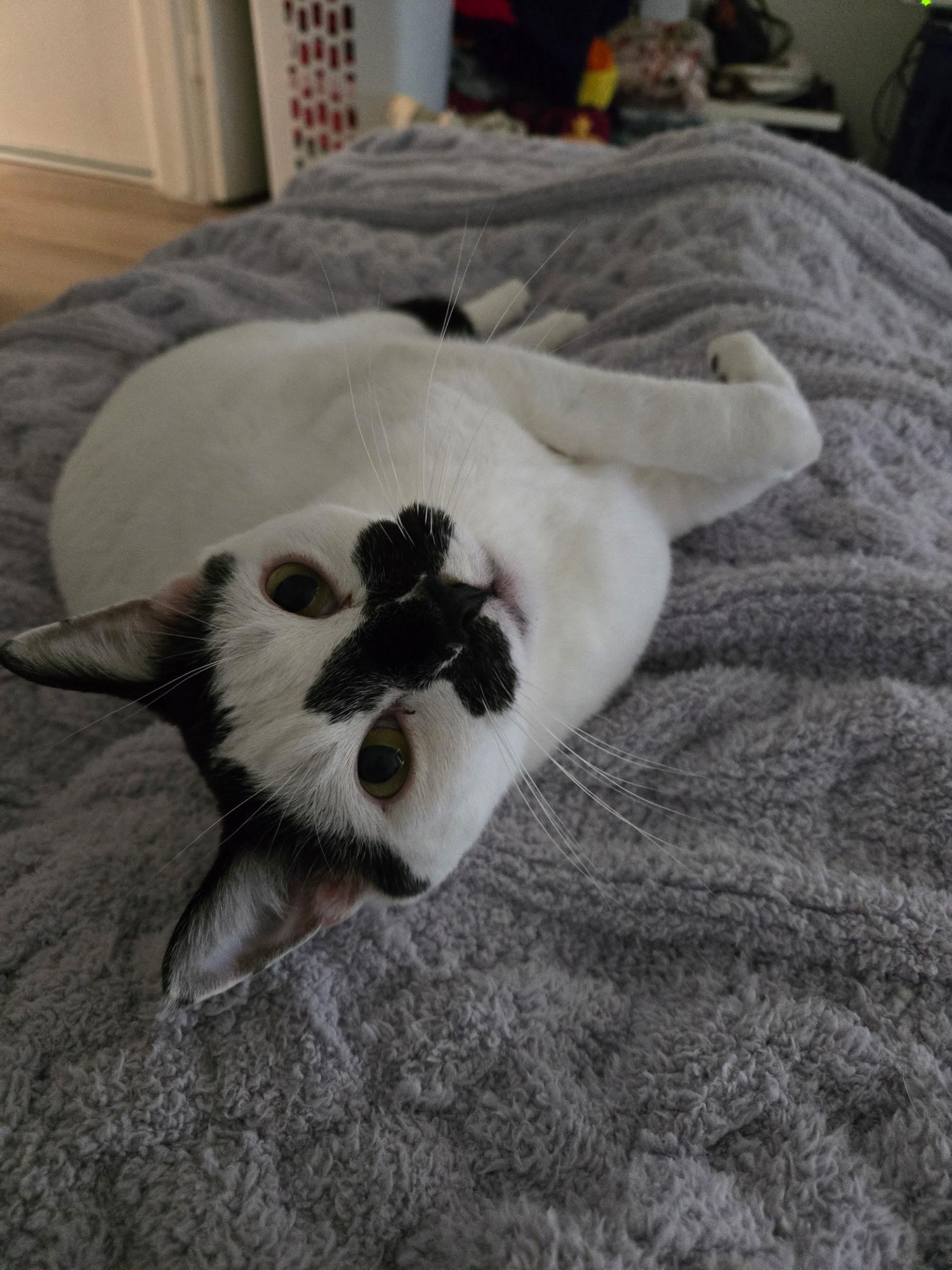 Enlarge Austin, a Adoptable Domestic Short Hair in Riverside, CA image 3/3