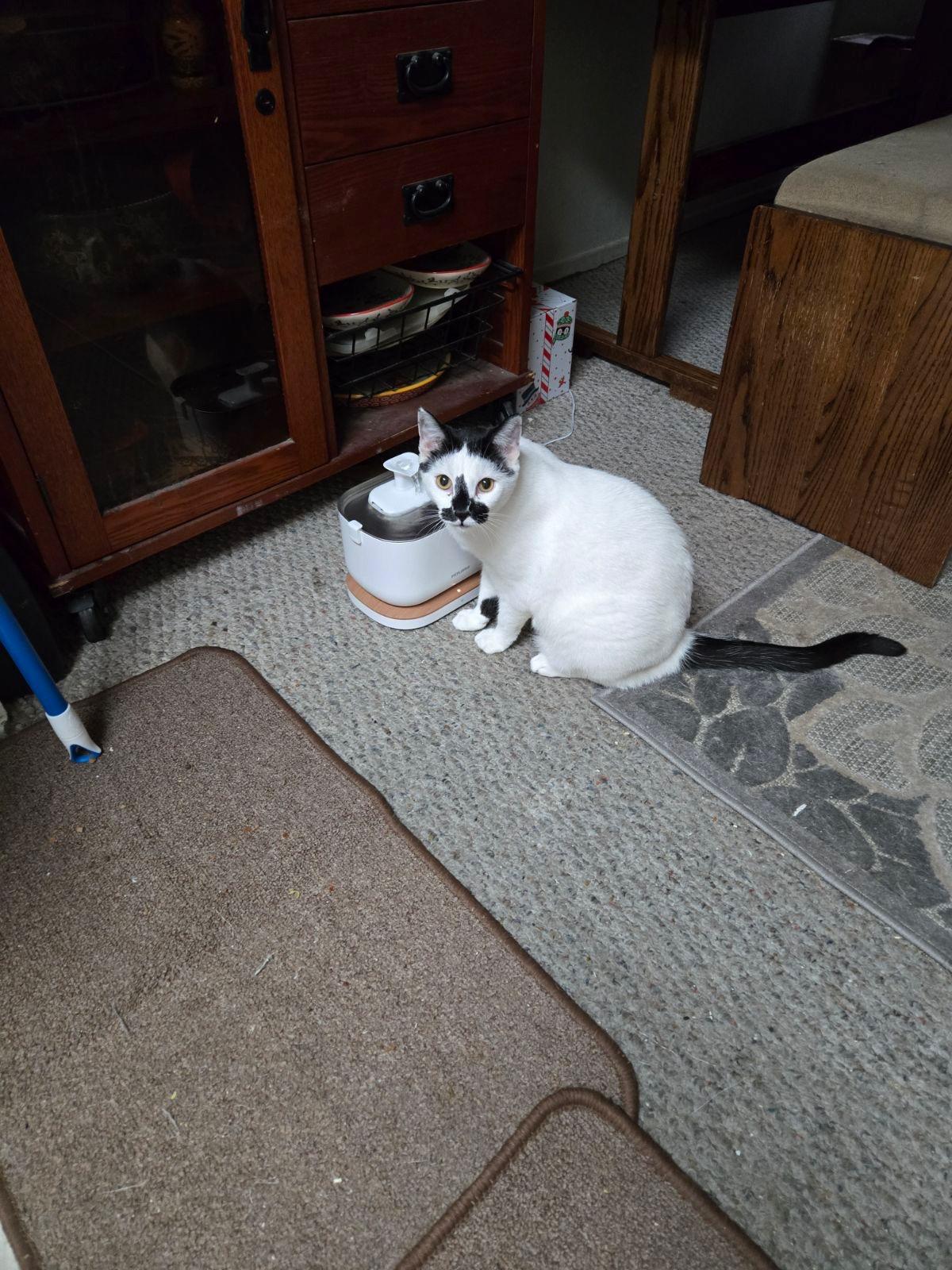 Austin, Adoptable, Adult Male Domestic Short Hair.