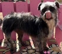 Enlarge SUZIE, an adopted mixed breed in fort worth, TX image 5/6