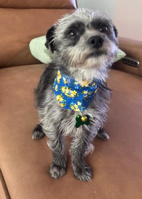 Enlarge SUZIE, an adopted mixed breed in fort worth, TX image 1/6