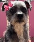 Enlarge SUZIE, an adopted mixed breed in fort worth, TX image 4/6