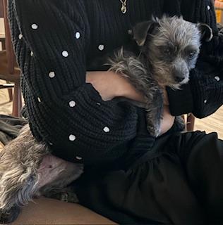 Enlarge SUZIE, an adopted mixed breed in fort worth, TX image 3/6