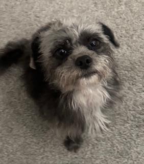 Enlarge SUZIE, an adopted mixed breed in fort worth, TX image 2/6