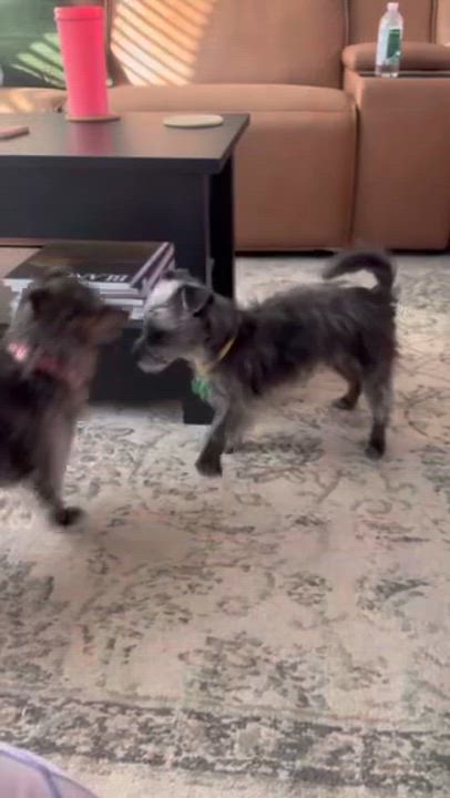 Enlarge SUZIE, an adopted mixed breed in fort worth, TX video 6/6