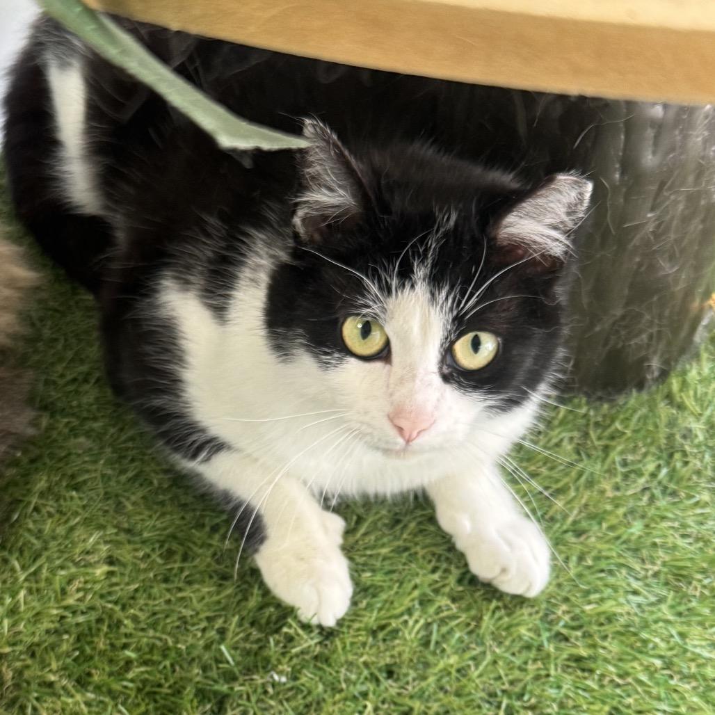 Zeke, Adoptable, Young Male Domestic Short Hair.