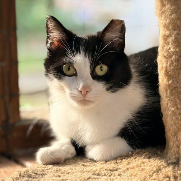 Enlarge Zeke, a Adoptable Domestic Short Hair in Aldie, VA image 2/3