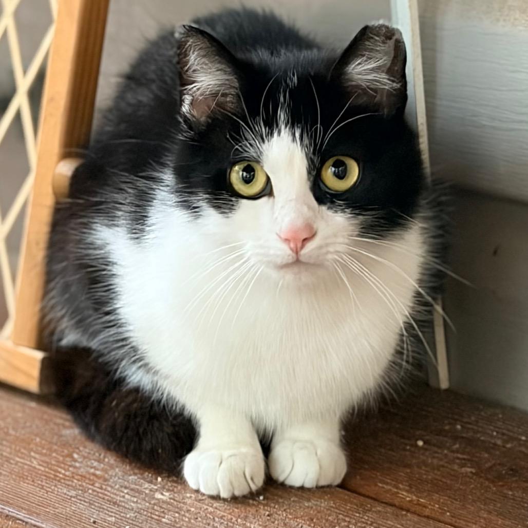 Enlarge Zeke, a Adoptable Domestic Short Hair in Aldie, VA image 3/3