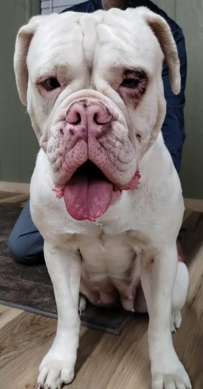 Mink, a ADOPTABLE American Bulldog in Martinsburg, WV image 2/3