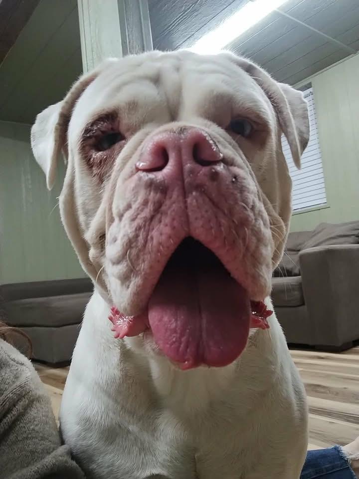 Mink, a ADOPTABLE American Bulldog in Martinsburg, WV image 1/3