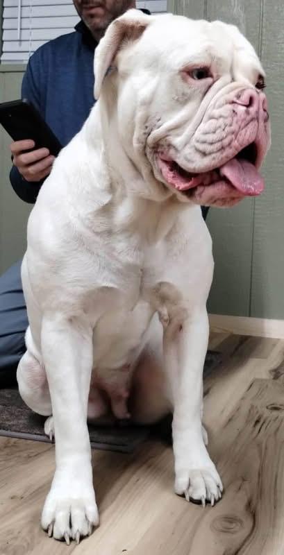 Mink, a ADOPTABLE American Bulldog in Martinsburg, WV image 3/3