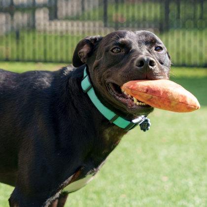 Dino, Adoptable, Adult Male American Staffordshire Terrier & Mixed Breed.