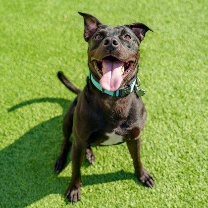 Enlarge Dino, a Adoptable mixed breed in Atlanta, GA image 2/3