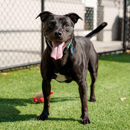 Enlarge Dino, a Adoptable mixed breed in Atlanta, GA image 3/3