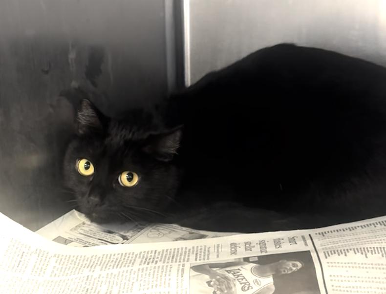 Luna, Adoptable, Adult Female Bombay.