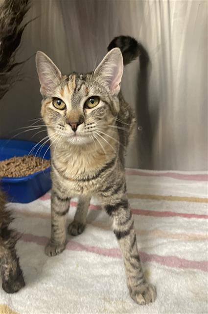 Enlarge OLIVIA, a Adoptable Domestic Short Hair in Rosenberg, TX image 1/1