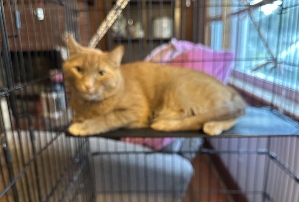 Cheeto, Adoptable, Adult Male Domestic Short Hair.