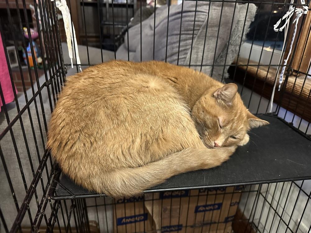 Cheeto, a Adoptable mixed breed in Carrollton, VA image 2/3