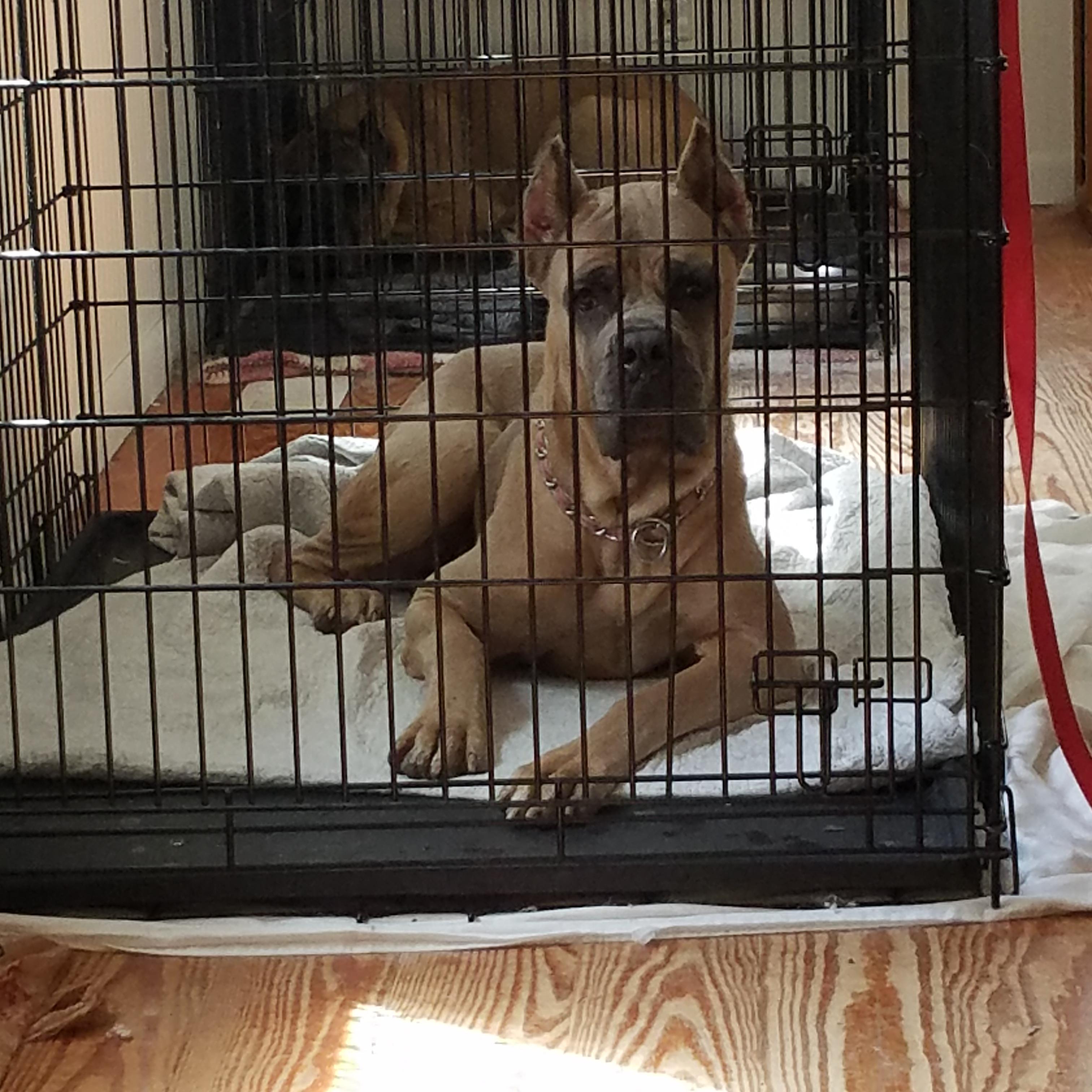 Lola, Adopted, Young Female Cane Corso.