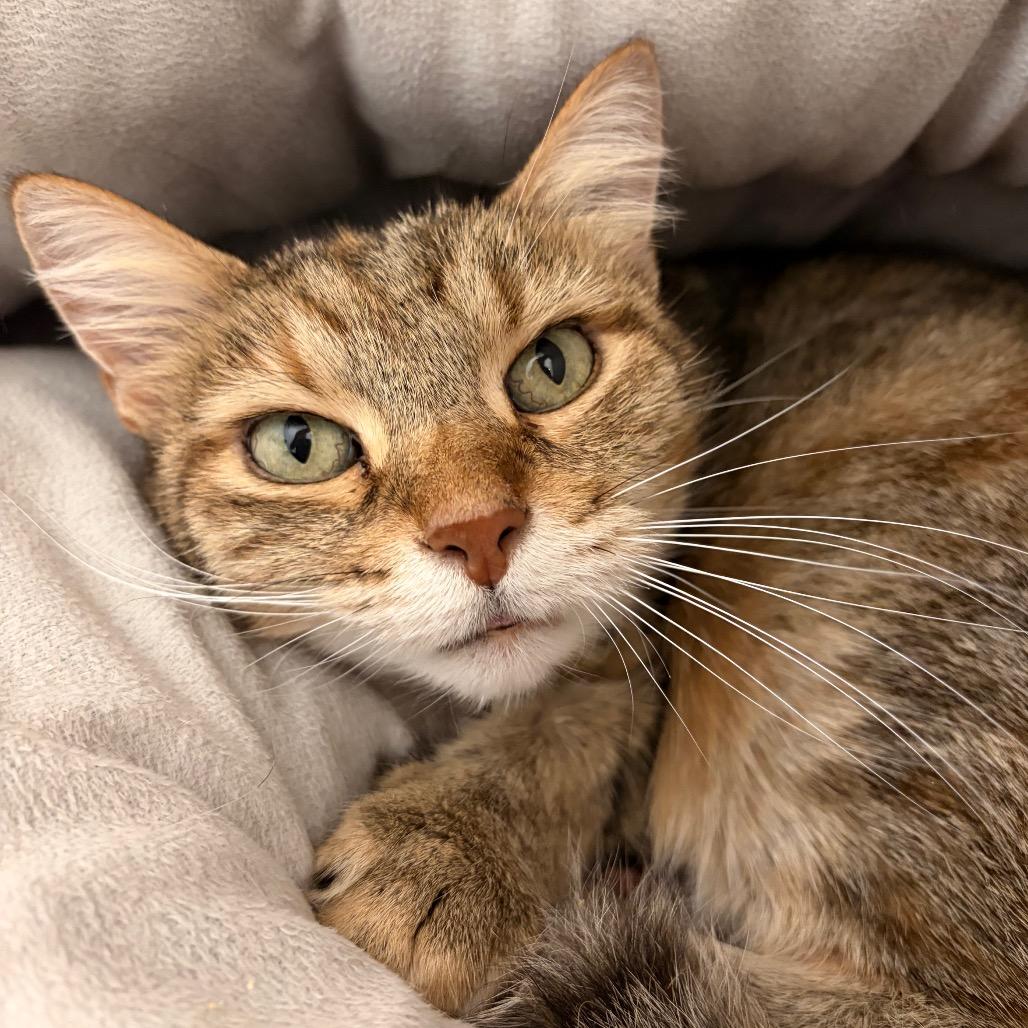 Enlarge Bessy, a Adoptable Domestic Short Hair in Marshall, VA image 1/1