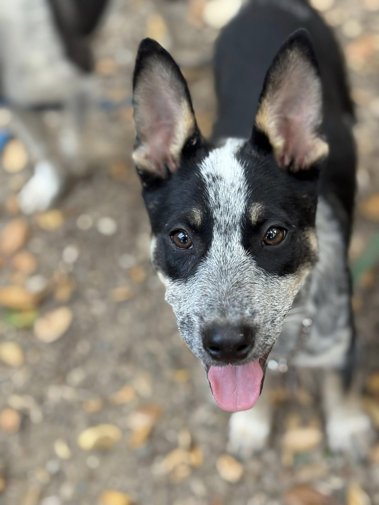 Frankie, Adoptable, Young Female Australian Cattle Dog / Blue Heeler.