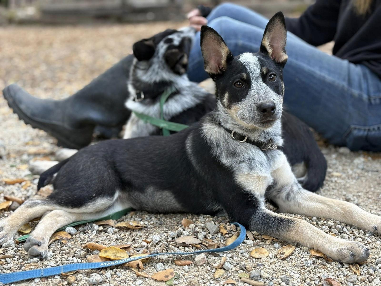 Frankie, Adoptable, Young Female Australian Cattle Dog / Blue Heeler.