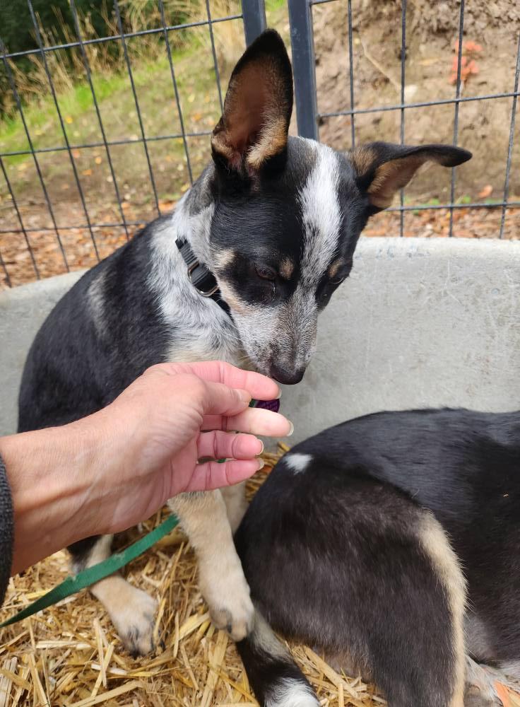 Enlarge Frankie, a Adoptable mixed breed in Paso Robles, CA image 2/3