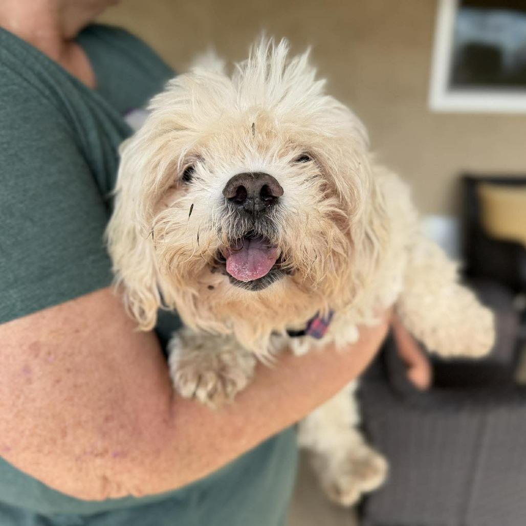 Falco — thumbnail 2