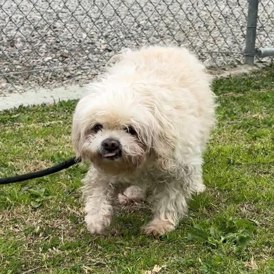 Falco — thumbnail 4