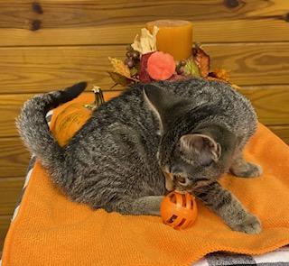 Flicker - incredibly sweet baby girl