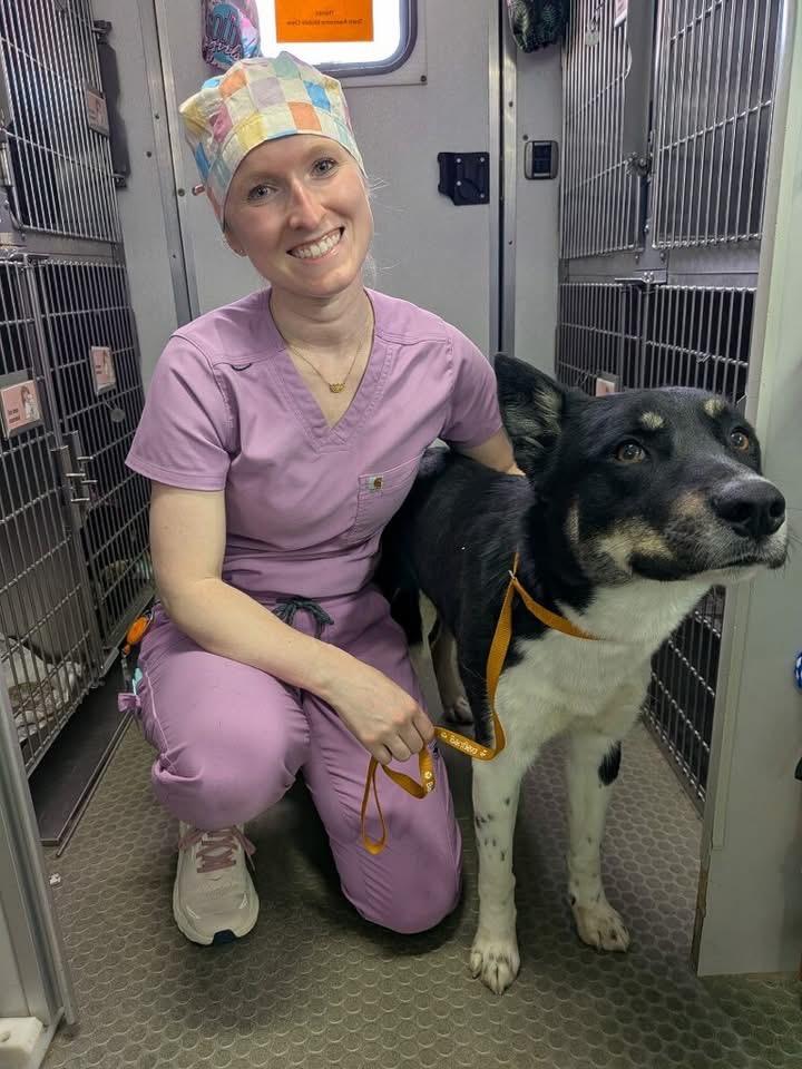 Chaco, Adoptable, Young Male Shepherd.