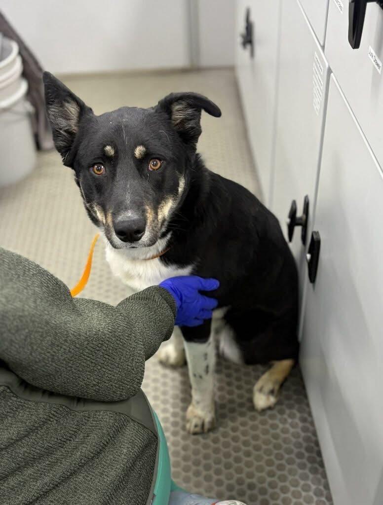 Enlarge Chaco, a Adoptable Shepherd in Erwin, TN image 2/2