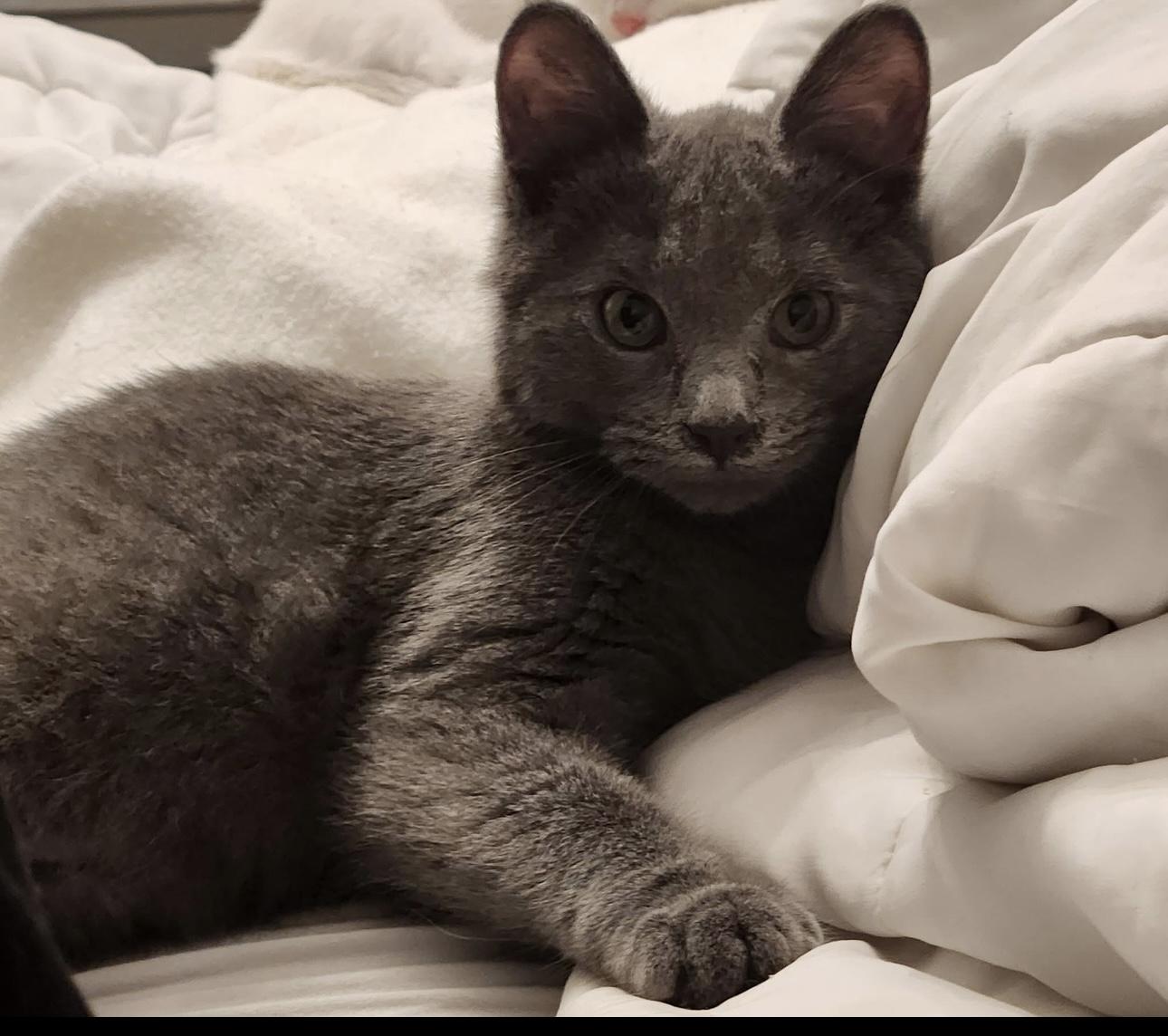 Michael, Adoptable, Young Male Domestic Short Hair.