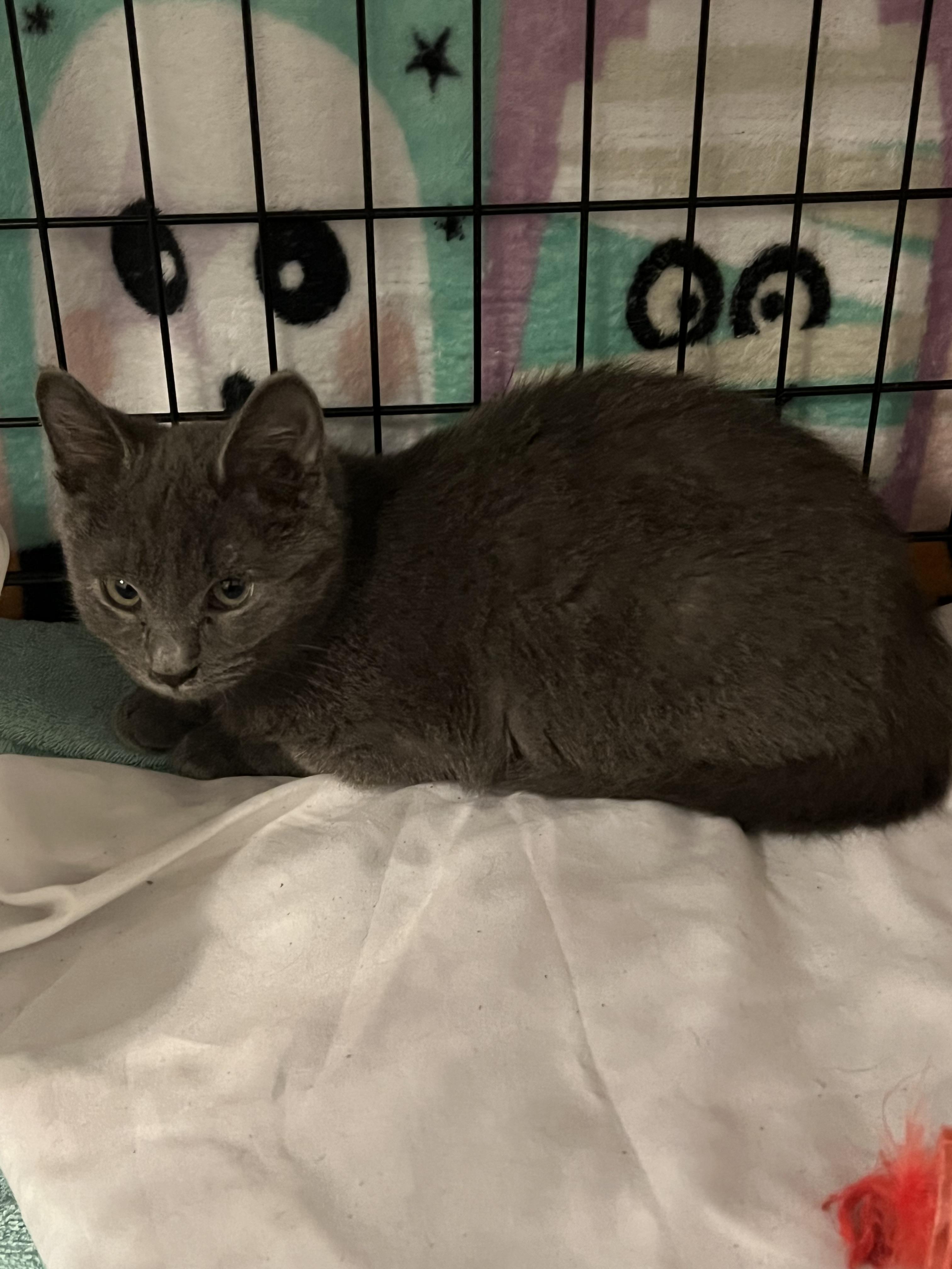 Enlarge Michael, a Adoptable Domestic Short Hair in Granite City, IL image 1/5