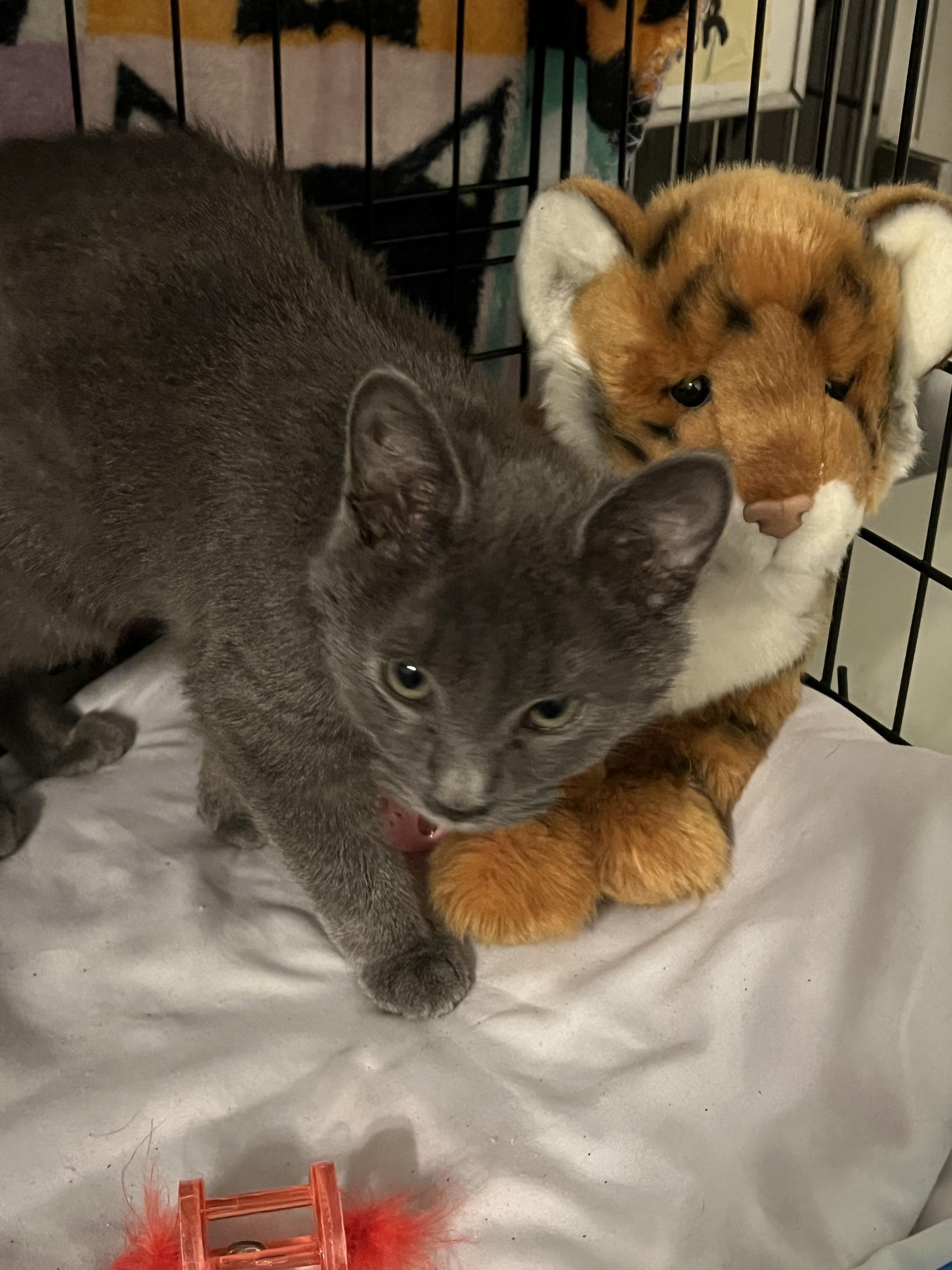 Enlarge Michael, a Adoptable Domestic Short Hair in Granite City, IL image 2/5