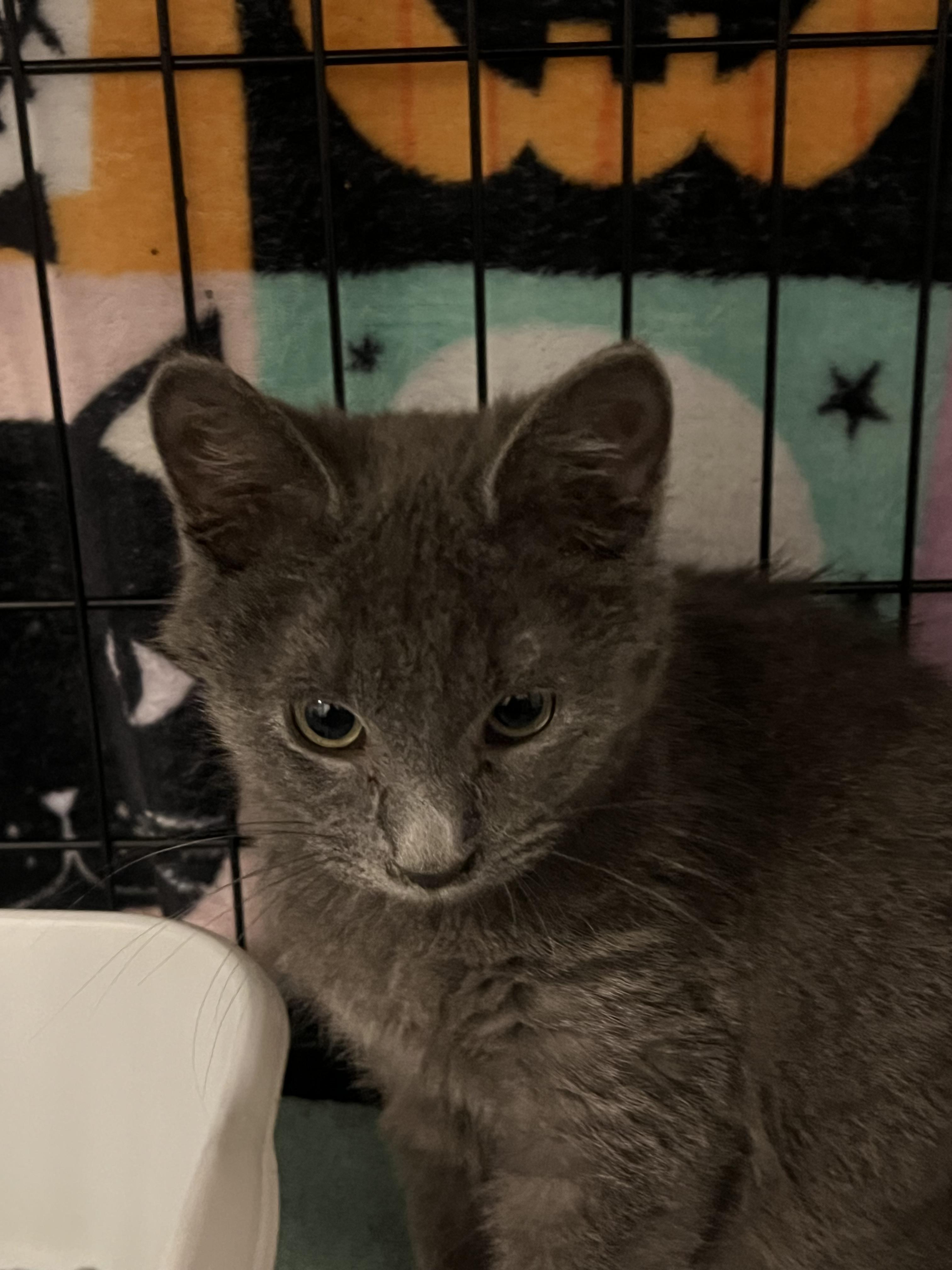 Enlarge Michael, a Adoptable Domestic Short Hair in Granite City, IL image 3/5