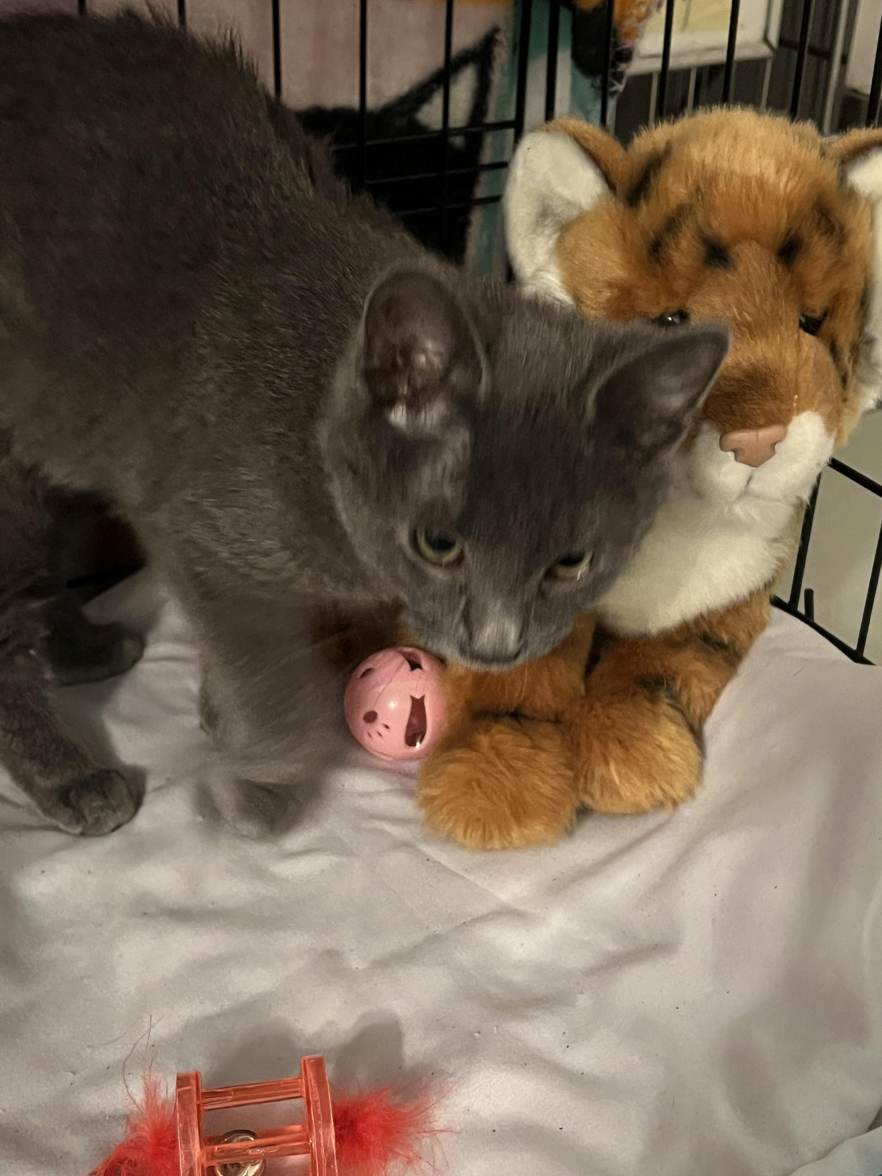 Enlarge Michael, a Adoptable Domestic Short Hair in Granite City, IL image 4/5