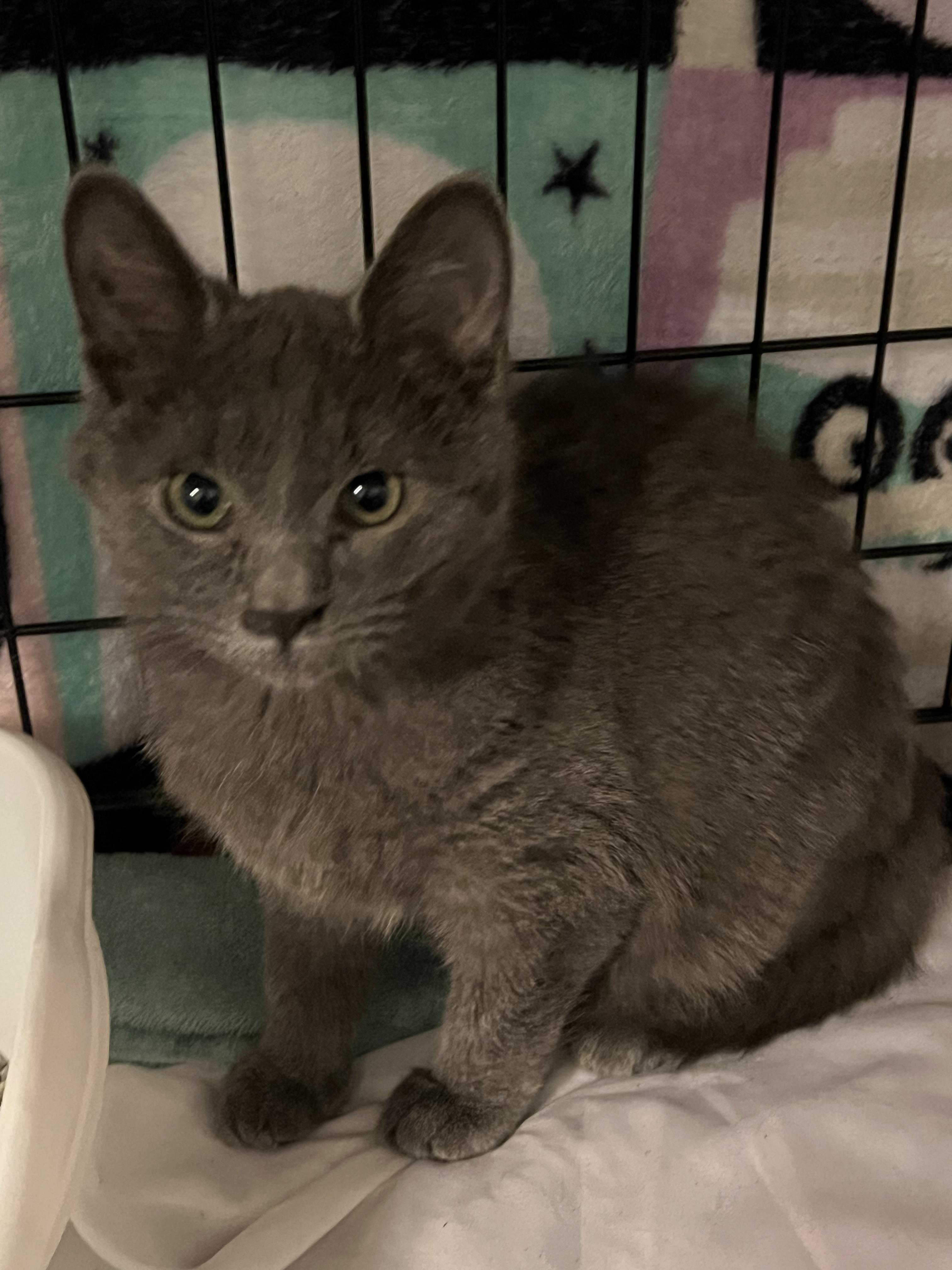 Enlarge Michael, a Adoptable Domestic Short Hair in Granite City, IL image 5/5