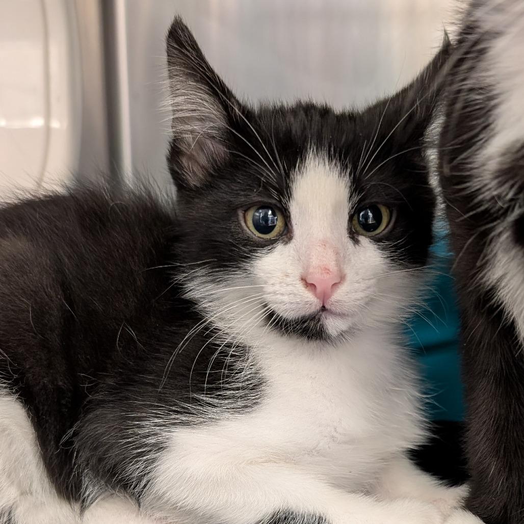 Stripe, Adoptable, Kitten Male Domestic Short Hair.