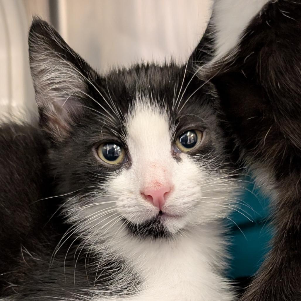 Stripe, a Adoptable Domestic Short Hair in Washougal, WA image 2/2