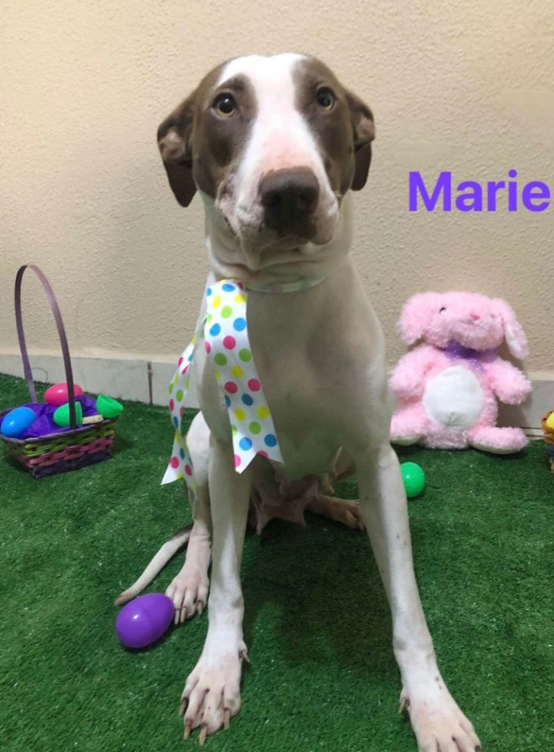 Marie photo 4