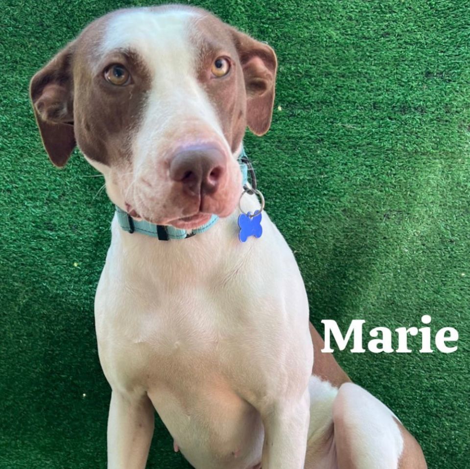 Marie photo 1
