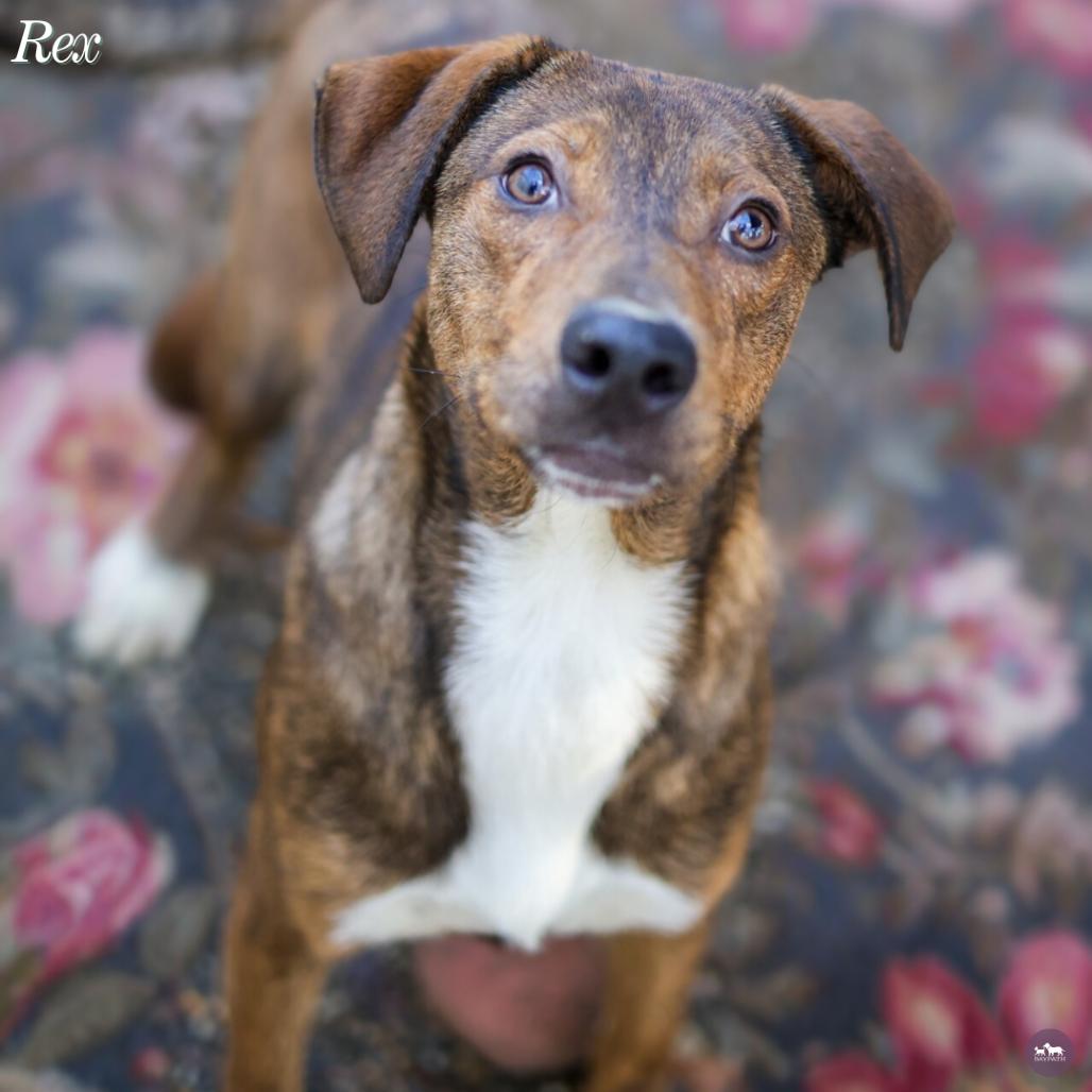 Rex, Adoptable, Young Male Mixed Breed & Catahoula Leopard Dog.