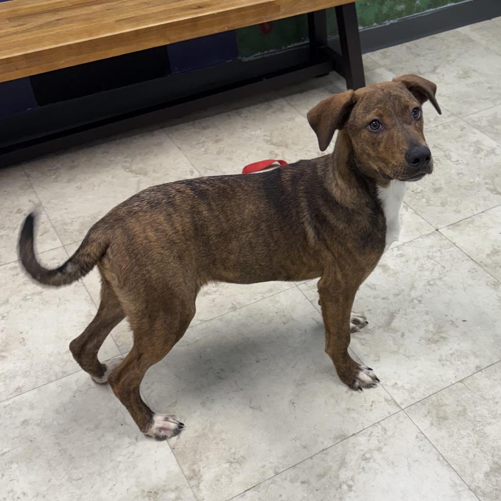 Rex, a Adoptable mixed breed in Hopkinton, MA image 3/3