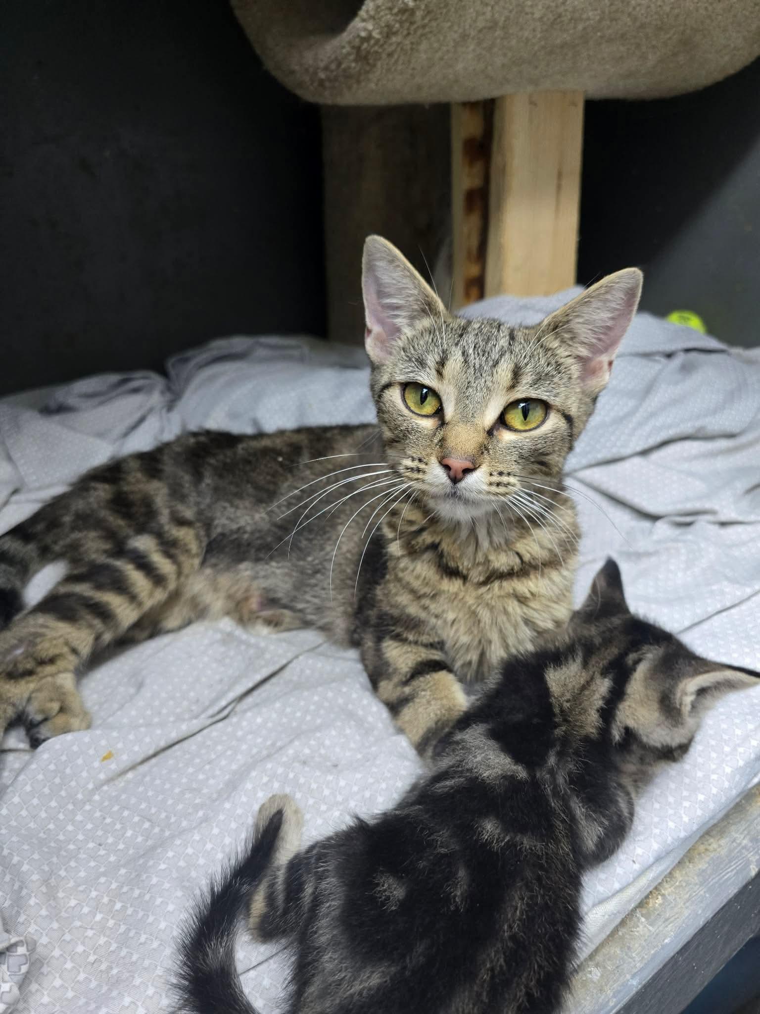 Ezlyn, Adoptable, Young Female Domestic Short Hair.