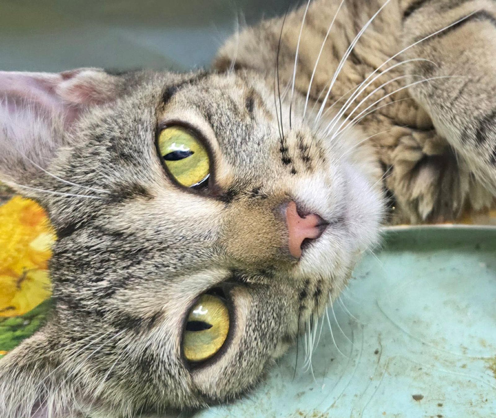 Enlarge Ezlyn, a Adoptable Domestic Short Hair in hinckley, IL image 2/2
