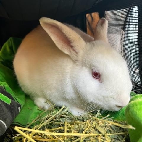Enlarge Chance the Rabbut, a Adoptable Florida White in Pittsburgh, PA image 1/2