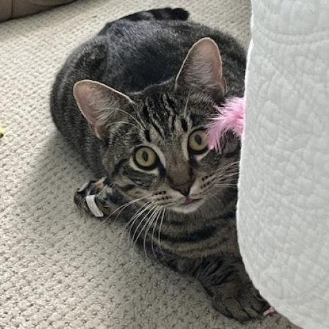 Smitty — thumbnail 2