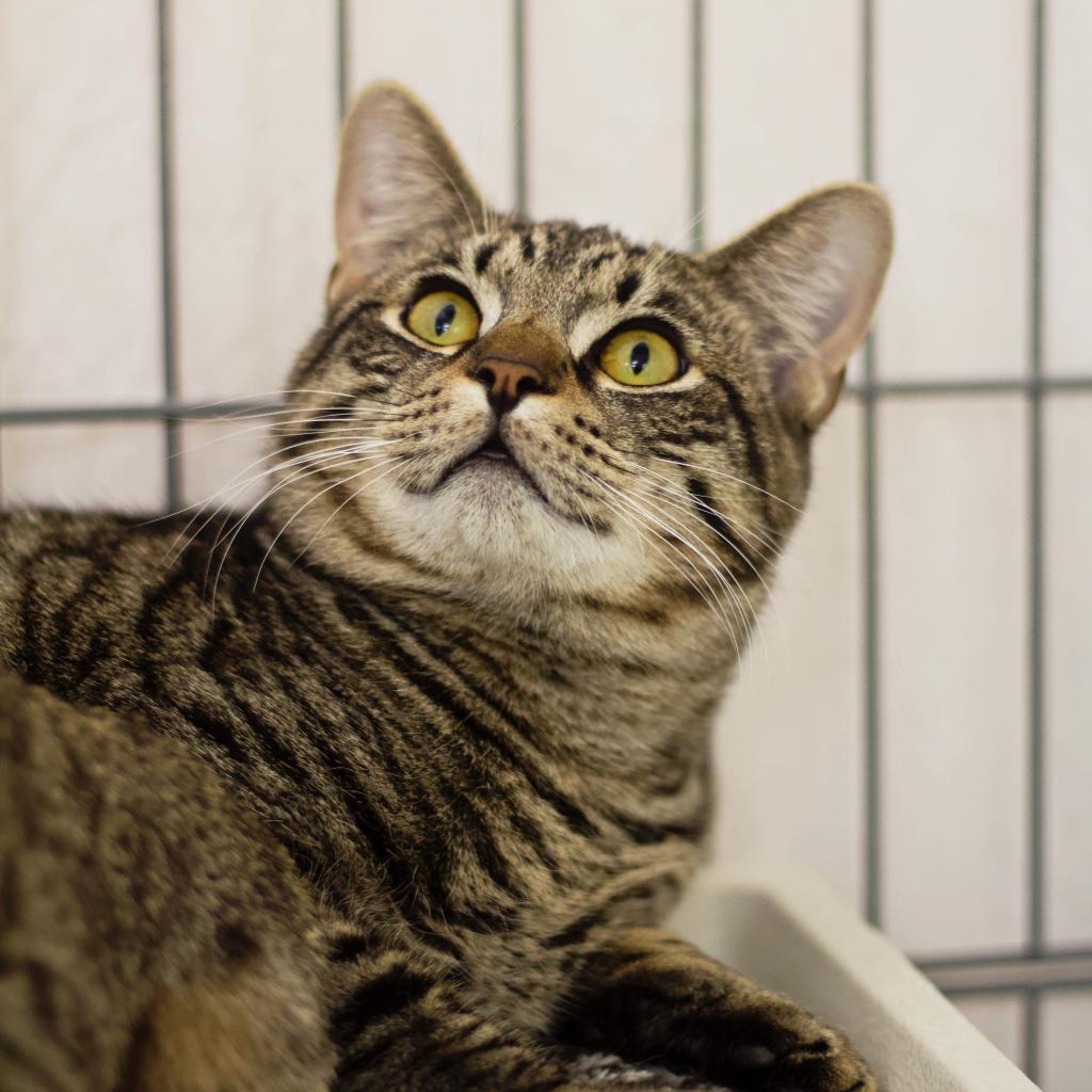 Smitty — thumbnail 4