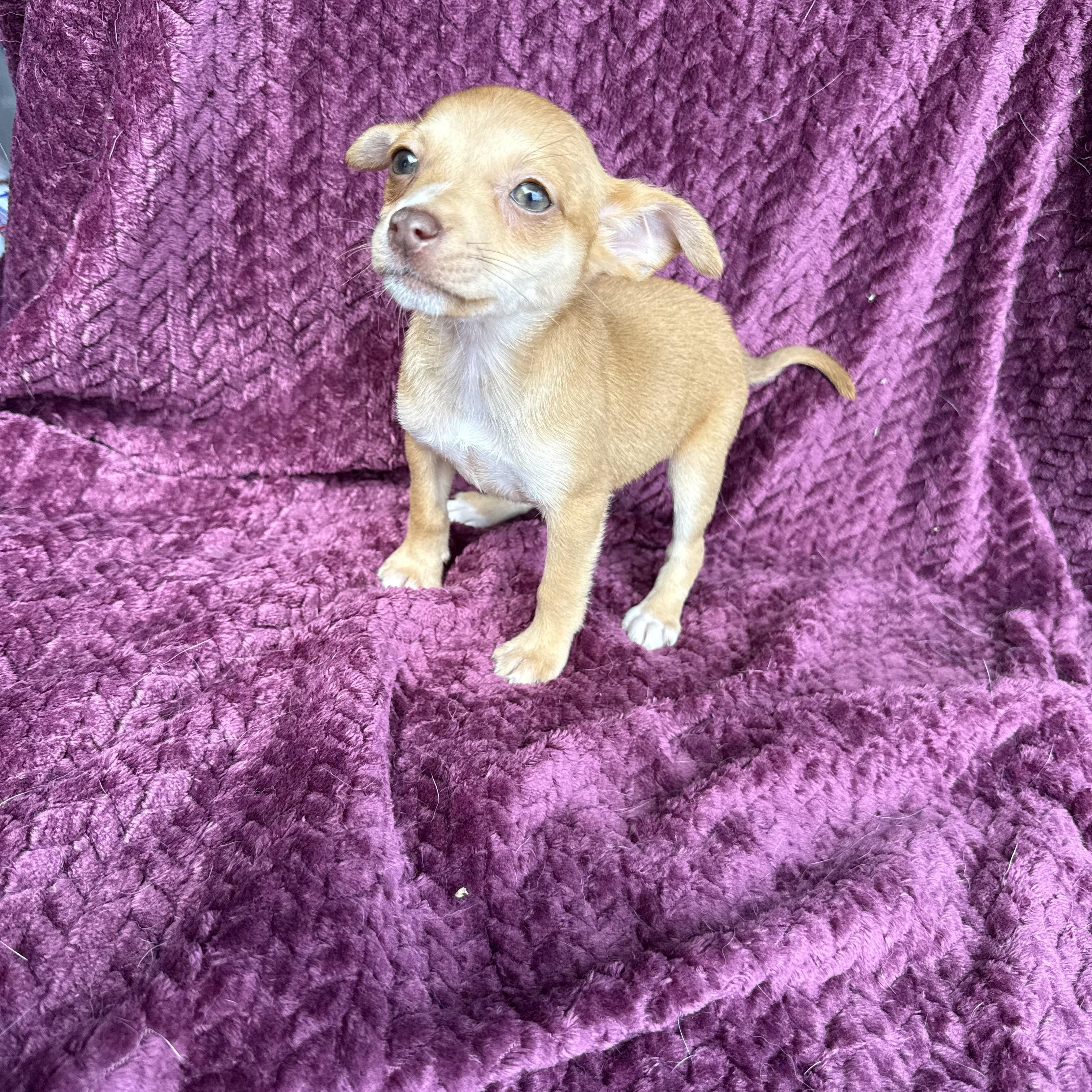 Salsa , an adopted mixed breed in Baton Rouge, LA image 3/3