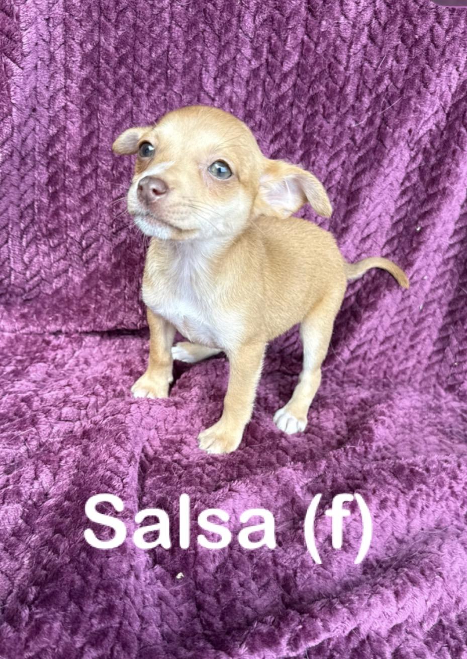 Salsa , an adopted mixed breed in Baton Rouge, LA image 1/3